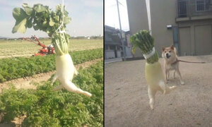Củ cải nổi như cồn vì hình dáng khác lạ